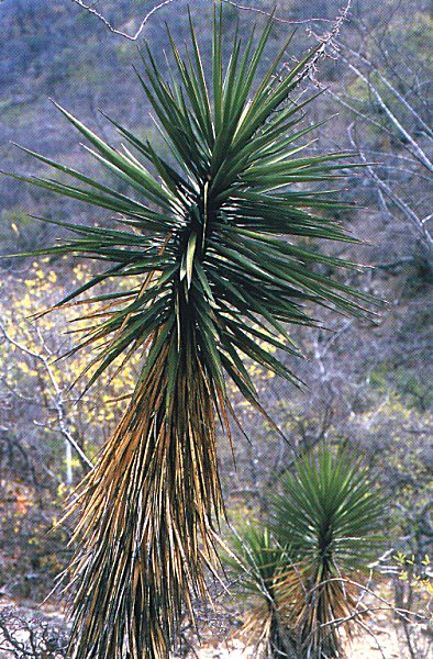 Yucca capensis