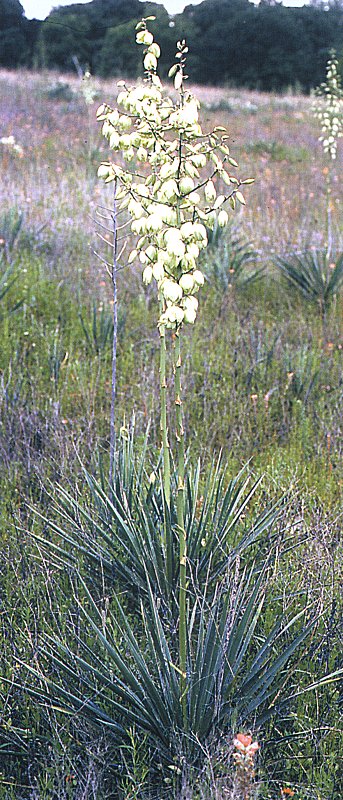 Yucca coahuilensis
