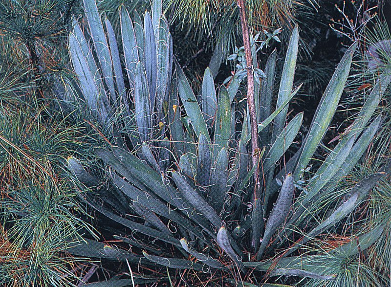 Yucca filamentosa ssp. concava