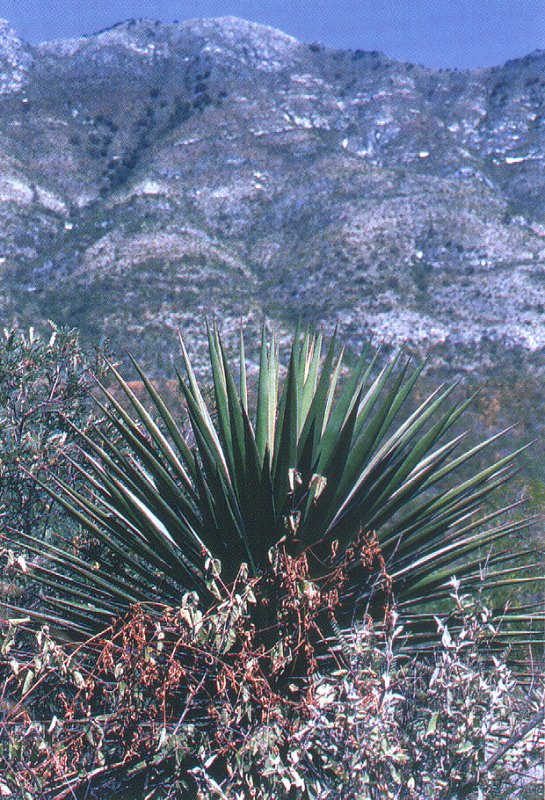 Yucca declinata