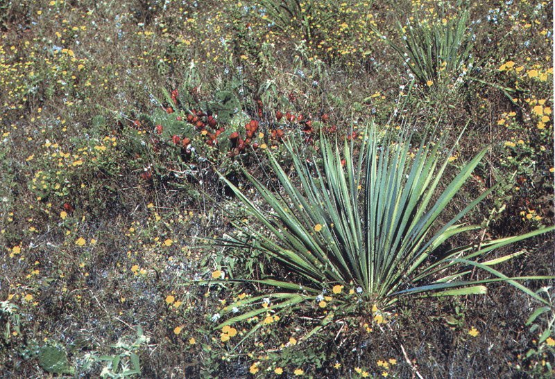 Yucca arkansana ssp. freemanii