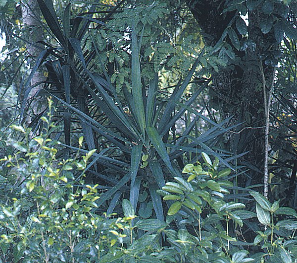 Yucca lacandonica