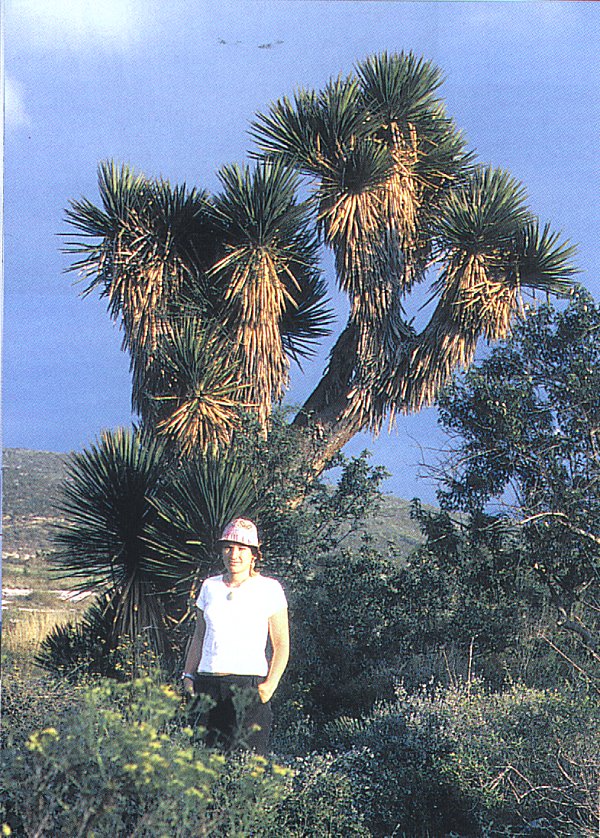 Yucca periculosaa