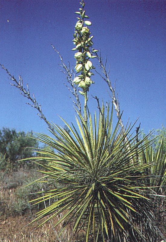 Yucca Elata