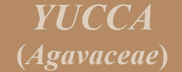 Yucca (Agavaceae)