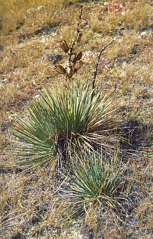 Yucca glauca ssp. albertana