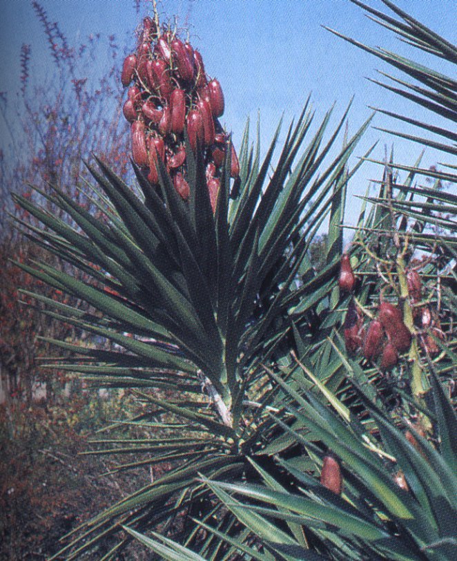 Yucca aloifolia