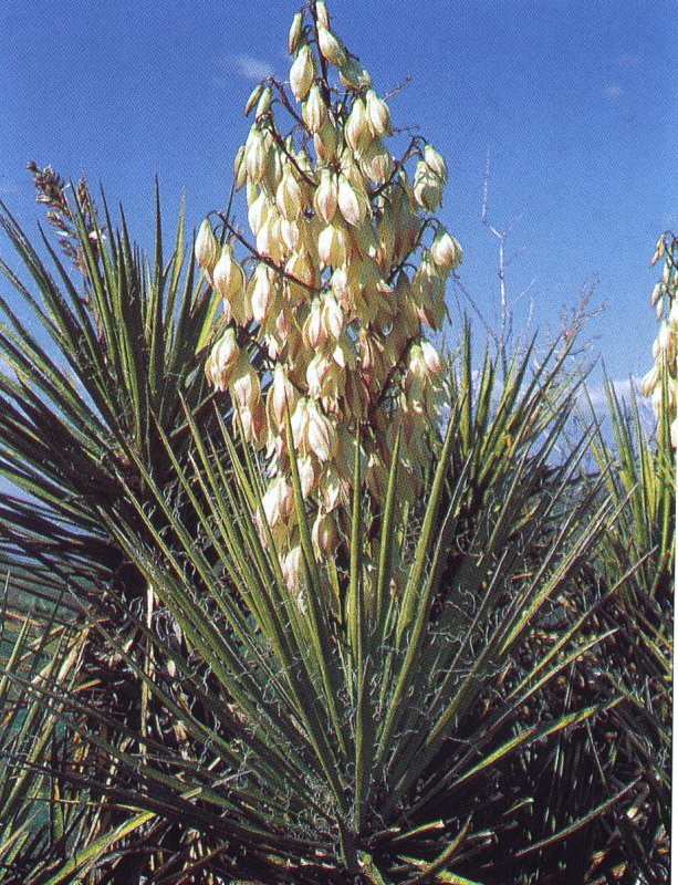 Yucca arizonica