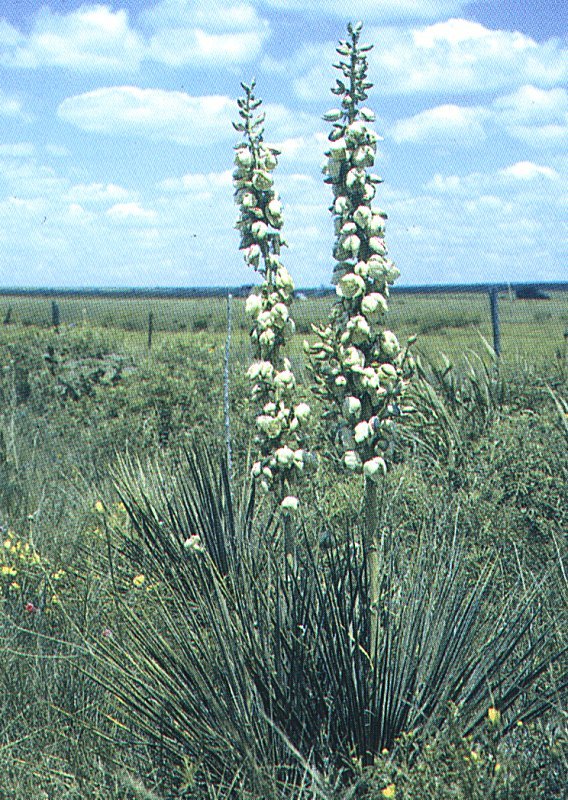 Yucca arkansana ssp. arkansana