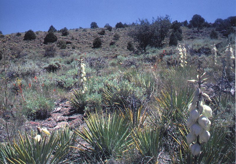 Yucca angustissima ssp.avia