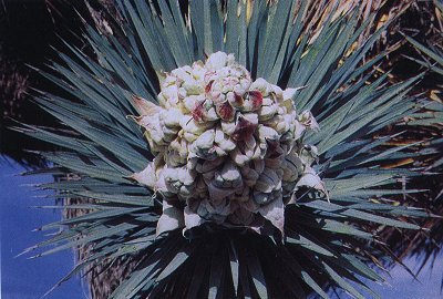 Yucca brevifolia