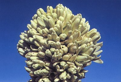 Yucca brevifolia