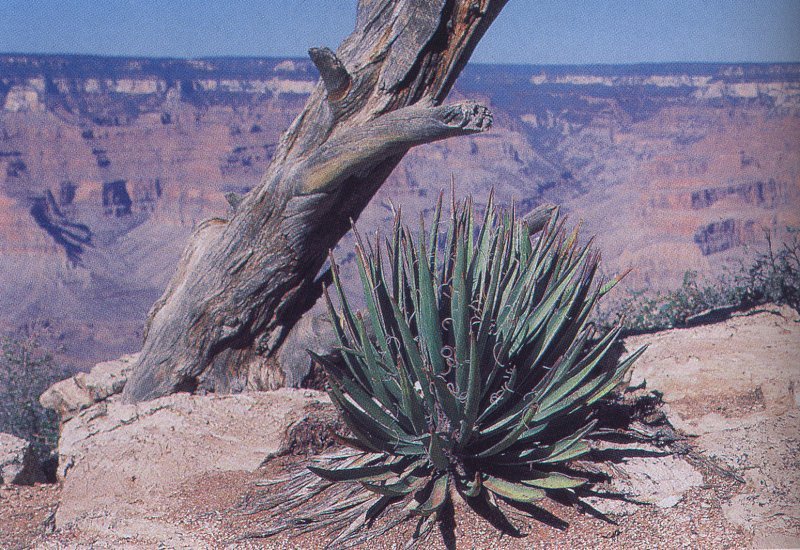 Yucca baccata ssp.baccata