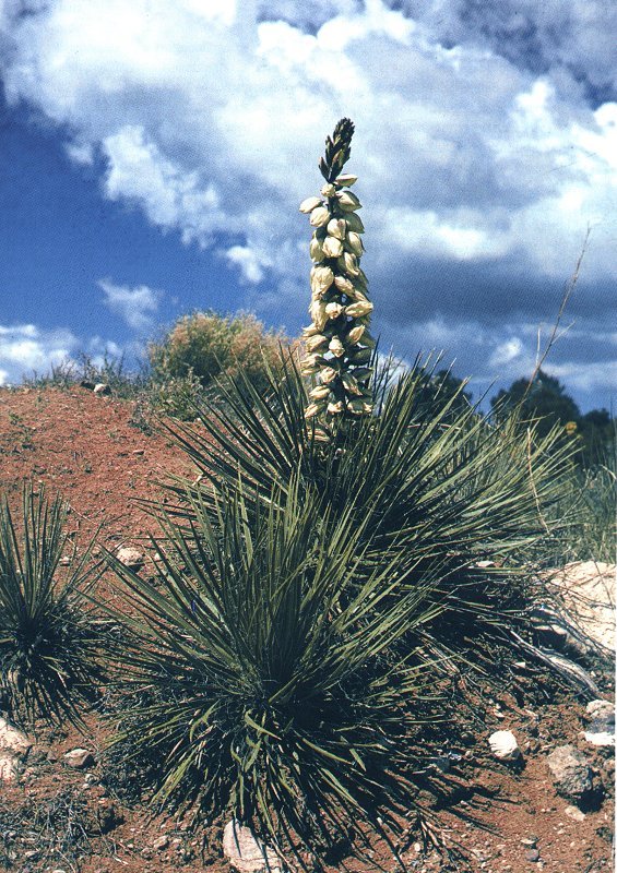 Yucca baileyi ssp.intermedia