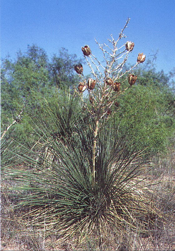 Yucca campestris