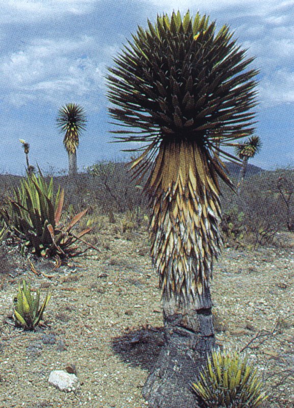 Yucca carnerosana