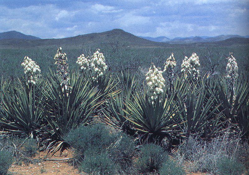 Yucca confinis