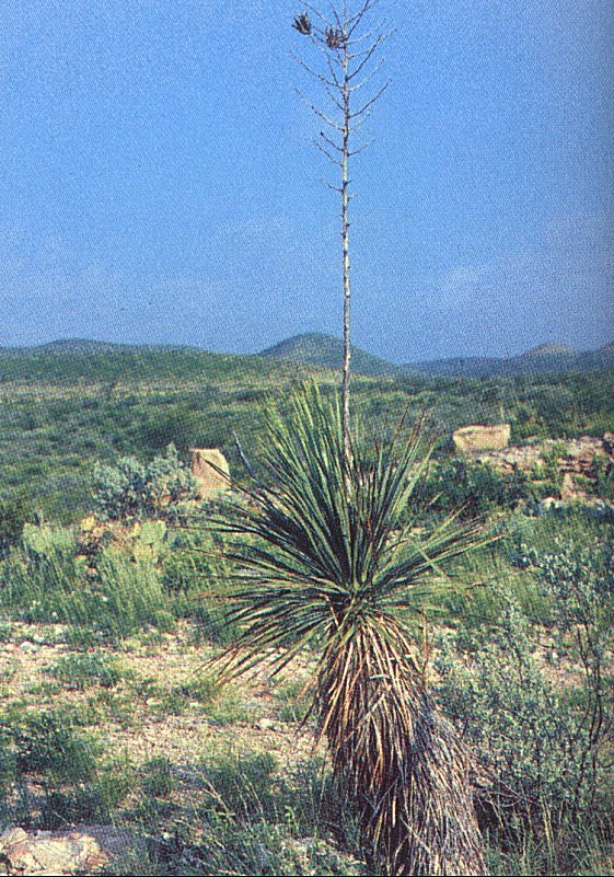 Yucca constricta