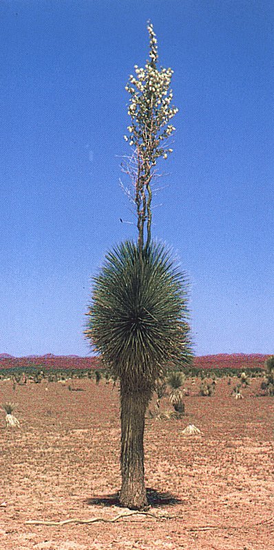 Yucca elata