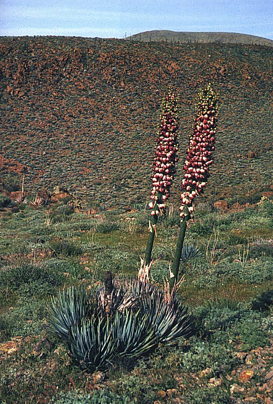 Yucca whipplei ssp.eremica