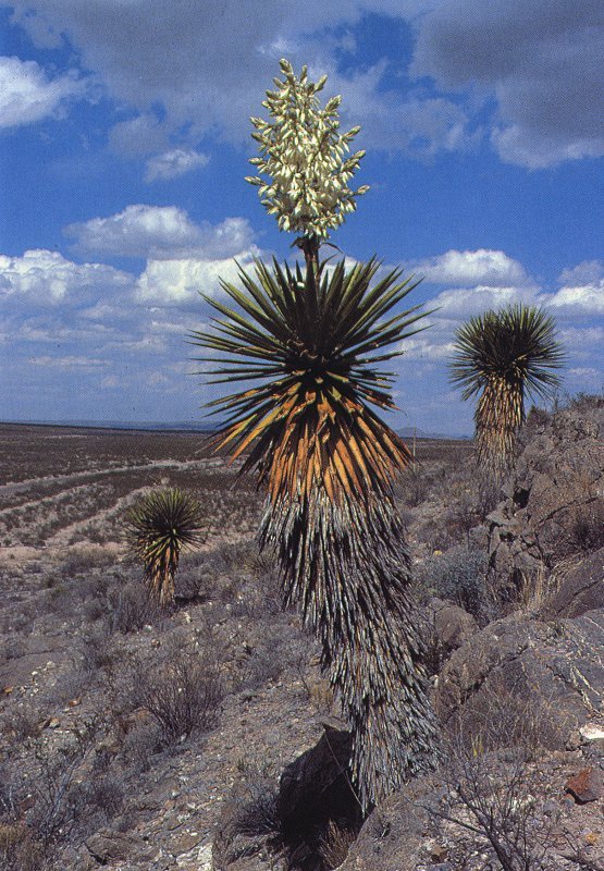 Yucca faxonianana