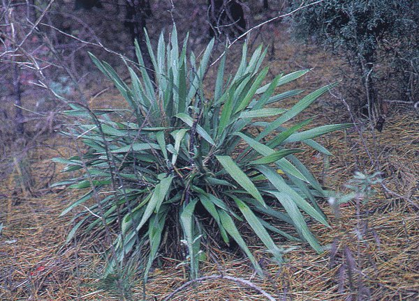 Yucca flaccida