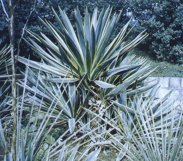 Yucca gloriosa