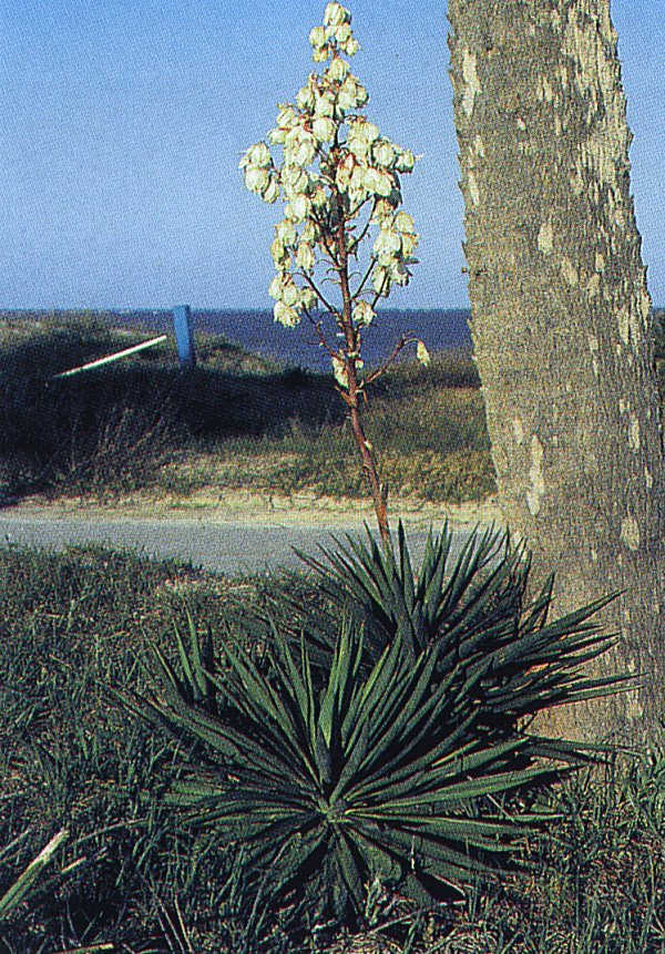 Yucca gloriosa