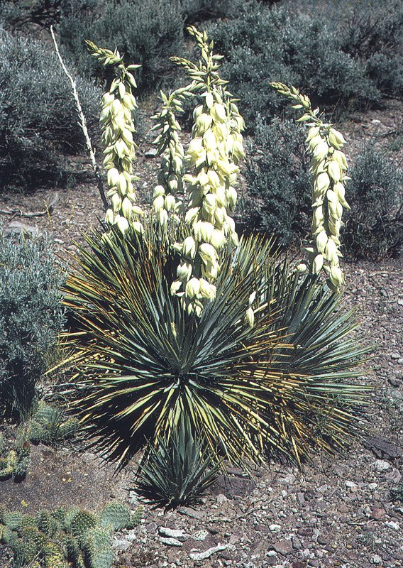 Yucca  harrimaniae