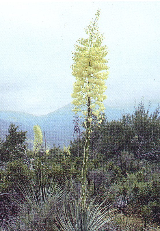 Yucca whipplei ssp.intermedia