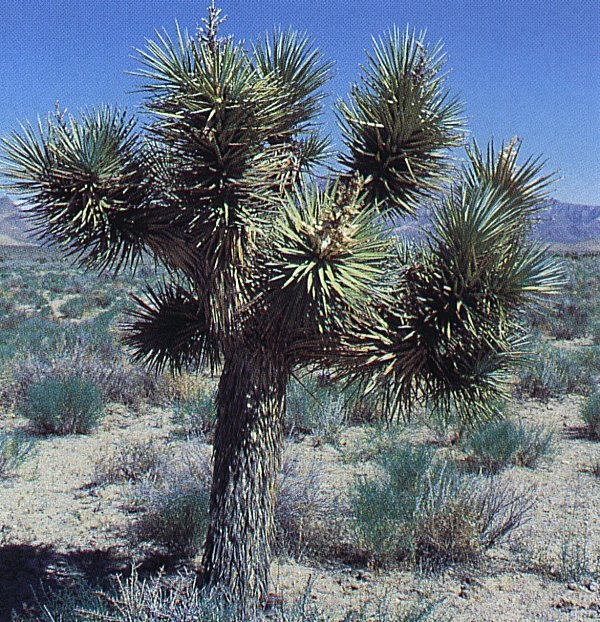 Yucca brevifolia ssp.jaegeriana