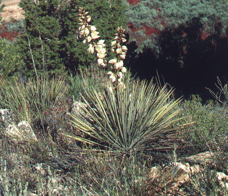 Yucca angustissima ssp.kanabensis