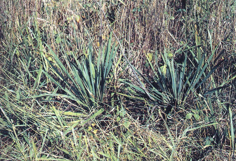 Yucca arkansana ssp. louisianensis