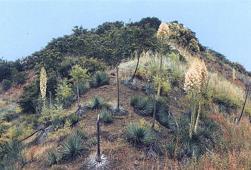 Yucca whipplei ssp.percursa