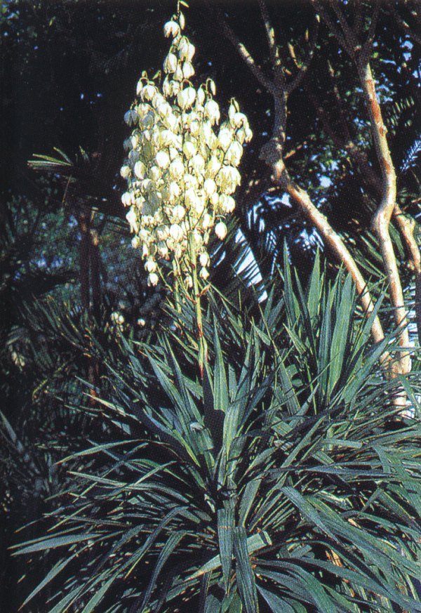 Yucca recurvifolia