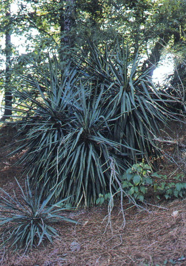 Yucca recurvifolia