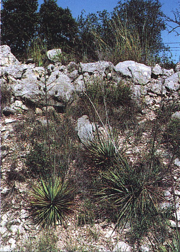 Yucca reverchoni