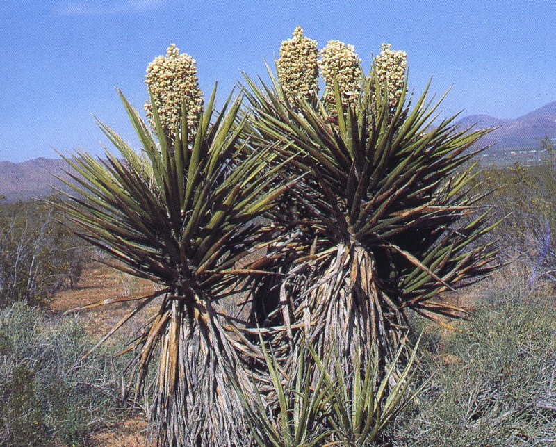 Yucca schidigera