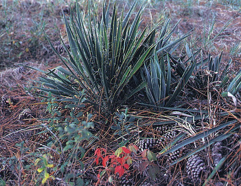 Yucca filamentosa ssp. smalliana