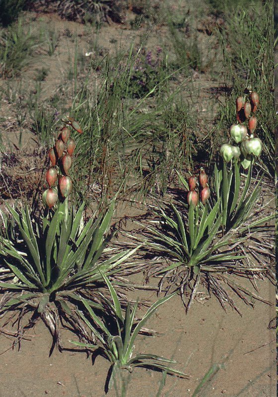 Yucca  harrimaniae ssp. sterilis