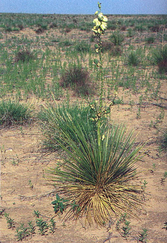 Yucca glauca ssp. stricta