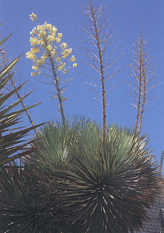 Yucca thompsoniana