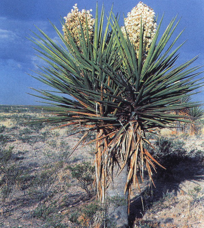 Yucca torreyi