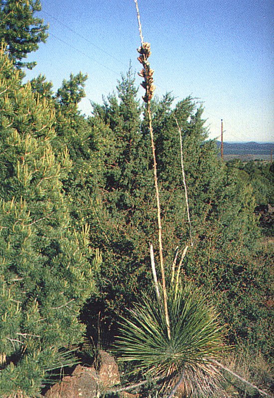 Yucca elata ssp.verdiensis