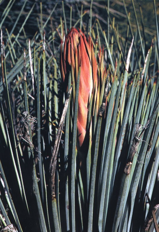 Yucca whipplei